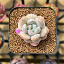Echeveria 'Hyalina' x 'Moonstone' Hybrid 2" Flower Village Original Hybrid Succulent Plant Cutting