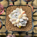 Echeveria 'Hyalina' x 'Moonstone' Hybrid 2" Flower Village Original Hybrid Succulent Plant Cutting