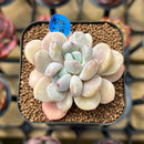 Echeveria 'Hyalina' x 'Moonstone' Hybrid 2" Flower Village Original Hybrid Succulent Plant Cutting