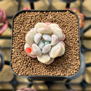 Echeveria 'Hyalina' x 'Moonstone' Hybrid 2" Flower Village Original Hybrid Succulent Plant Cutting