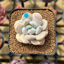 Echeveria 'Hyalina' x 'Moonstone' Hybrid 2" Flower Village Original Hybrid Succulent Plant Cutting