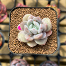 Echeveria 'Hyalina' x 'Moonstone' Hybrid 2" Flower Village Original Hybrid Succulent Plant Cutting
