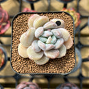 Echeveria 'Hyalina' x 'Moonstone' Hybrid 2" Flower Village Original Hybrid Succulent Plant Cutting