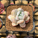 Echeveria 'Hyalina' x 'Moonstone' Hybrid 2" Flower Village Original Hybrid Succulent Plant Cutting