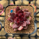 Echeveria 'Nike' 2" Succulent Plant Cutting