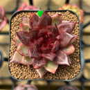 Echeveria 'Nike' 2" Succulent Plant Cutting