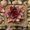 Echeveria 'Nike' 2" Succulent Plant Cutting