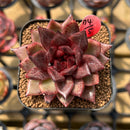 Echeveria 'Nike' 2" Succulent Plant Cutting