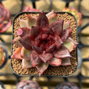 Echeveria 'Nike' 2" Succulent Plant Cutting