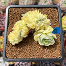Echeveria 'Lemon Berry' Crested 2" Succulent Plant Cutting