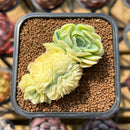 Echeveria 'Lemon Berry' Crested 2" Succulent Plant Cutting