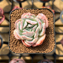 Echeveria 'Joberry 2" Flower Village Original Hybrid Succulent Plant Cutting