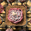 Echeveria 'Joberry 2" Flower Village Original Hybrid Succulent Plant Cutting