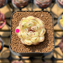 Echeveria 'Black Queen' x 'Albicans' Hybrid 1"-2" Flower Village Original Hybrid Succulent Plant