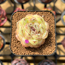 Echeveria 'Black Queen' x 'Albicans' Hybrid 1"-2" Flower Village Original Hybrid Succulent Plant