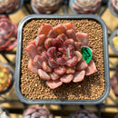 Echeveria 'Plum Ternet' Selected Clone 2" Flower Village Original Hybrid Succulent Plant
