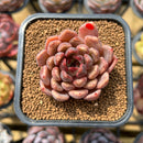Echeveria 'Plum Ternet' Selected Clone 2" Flower Village Original Hybrid Succulent Plant