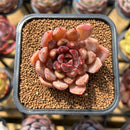 Echeveria 'Plum Ternet' Selected Clone 2" Flower Village Original Hybrid Succulent Plant