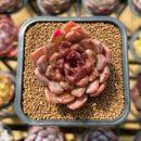 Echeveria 'Plum Ternet' Selected Clone 2" Flower Village Original Hybrid Succulent Plant
