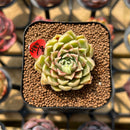 Echeveria 'Hyalina' x 'Subcorymbosa Lau 026' Hybrid 2" Flower Village Original Hybrid Succulent Plant Cutting