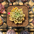 Echeveria 'Hyalina' x 'Subcorymbosa Lau 026' Hybrid 2" Flower Village Original Hybrid Succulent Plant Cutting