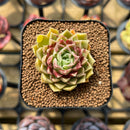 Echeveria 'Hyalina' x 'Subcorymbosa Lau 026' Hybrid 2" Flower Village Original Hybrid Succulent Plant Cutting