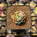 Echeveria 'Hyalina' x 'Subcorymbosa Lau 026' Hybrid 2" Flower Village Original Hybrid Succulent Plant Cutting