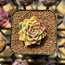 Echeveria 'Hyalina' x 'Subcorymbosa Lau 026' Hybrid 2" Flower Village Original Hybrid Succulent Plant Cutting
