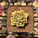 Echeveria 'Hyalina' x 'Subcorymbosa Lau 026' Hybrid 2" Flower Village Original Hybrid Succulent Plant Cutting
