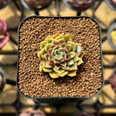 Echeveria 'Hyalina' x 'Subcorymbosa Lau 026' Hybrid 2" Flower Village Original Hybrid Succulent Plant Cutting
