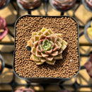 Echeveria 'Hyalina' x 'Subcorymbosa Lau 026' Hybrid 2" Flower Village Original Hybrid Succulent Plant Cutting