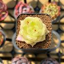 Echeveria 'Okja' 2" Flower Village Original Hybrid Succulent Plant Cutting
