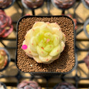 Echeveria 'Okja' 2" Flower Village Original Hybrid Succulent Plant Cutting
