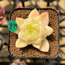 Echeveria 'Okja' 2" Flower Village Original Hybrid Succulent Plant Cutting