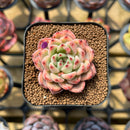 Echeveria 'Rachel Mundy' x 'Black Queen' Hybrid 2" Flower Village Original Hybrid Succulent Plant Cutting