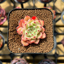 Echeveria 'Rachel Mundy' x 'Black Queen' Hybrid 2" Flower Village Original Hybrid Succulent Plant Cutting