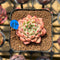 Echeveria 'Rachel Mundy' x 'Black Queen' Hybrid 2" Flower Village Original Hybrid Succulent Plant Cutting