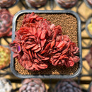 Echeveria 'Minigosaong' Crested 2" Succulent Plant