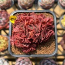 Echeveria 'Minigosaong' Crested 2" Succulent Plant
