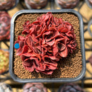 Echeveria 'Minigosaong' Crested 2" Succulent Plant