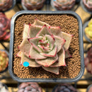 Echeveria 'Jade Star' Variegated Type B 2" Succulent Plant Cutting