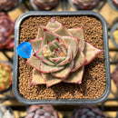 Echeveria 'Jade Star' Variegated Type B 2" Succulent Plant Cutting