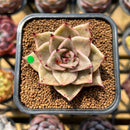 Echeveria 'Jade Star' Variegated Type B 2" Succulent Plant Cutting