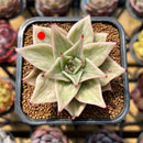 Echeveria 'Jade Star' Variegated Type A 2" Succulent Plant Cutting