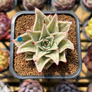 Echeveria 'Jade Star' Variegated Type A 2" Succulent Plant Cutting