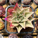 Echeveria 'Jade Star' Variegated Type A 2" Succulent Plant Cutting