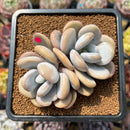 Graptoveria 'Lalla' 3" Cluster Succulent Plant Cutting
