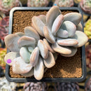 Graptoveria 'Lalla' 3" Cluster Succulent Plant Cutting