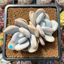 Graptoveria 'Lalla' 3" Cluster Succulent Plant Cutting