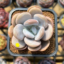 Graptoveria 'Lalla' 2" Succulent Plant Cutting